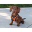 Nayeco X-TRM Neo Naranja arnés para perros, , large indicador imagen numero 2